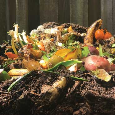 Food in Compost pile