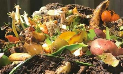Compost Pile