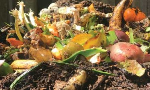 Food in Compost pile